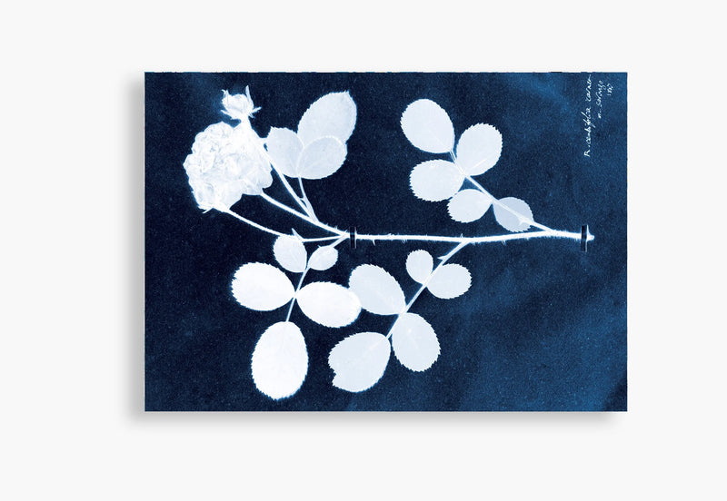 Flora Incognita - Katharina Von Flotow