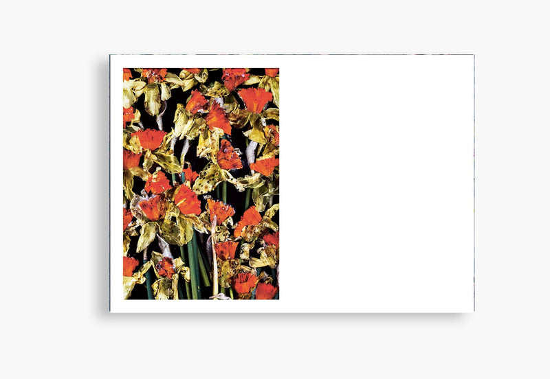 Flora Incognita - Katharina Von Flotow