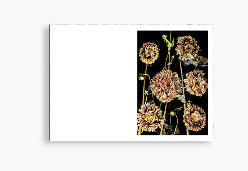 Flora Incognita - Katharina Von Flotow